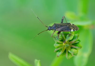 Closterotomus fulvomaculatus / Bruine prachtblindwants