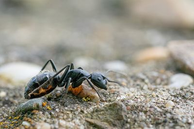 Camponotus vagus / Zwarte reuzenmier