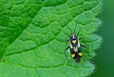 Grypocoris sexguttatus / Zesvlekprachtblindwants