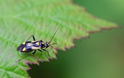 Grypocoris sexguttatus / Zesvlekprachtblindwants