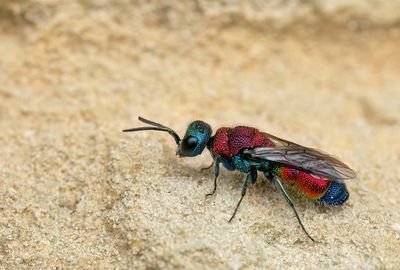 Chrysis viridula