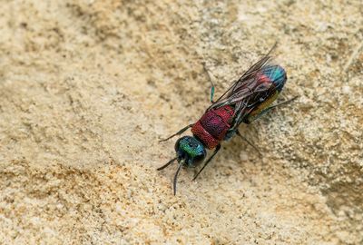 Chrysis viridula