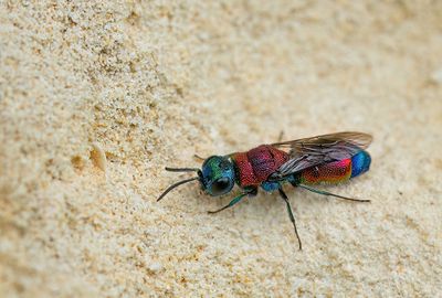 Chrysis viridula