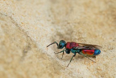 Chrysis viridula