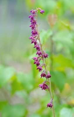 Dark-red Helleborine / Bruinrode wespenorchis 
