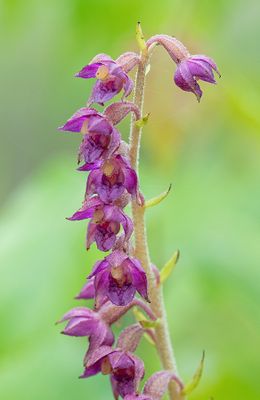 Dark-red Helleborine / Bruinrode wespenorchis 