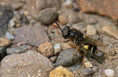 Stratiomys potamida / Bronlangsprietwapenvlieg