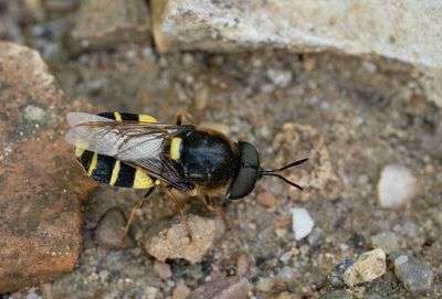 Stratiomys potamida / Bronlangsprietwapenvlieg