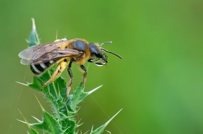 Lasioglossum xanthopus / Roodbruine groefbij