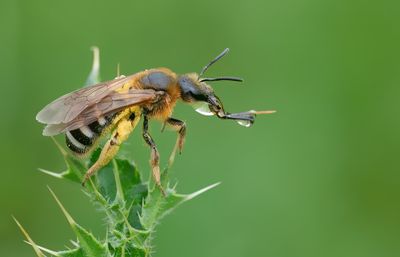 Lasioglossum xanthopus / Roodbruine groefbij