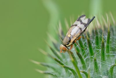 Urophora stylata / Vederdistelgalboorvlieg