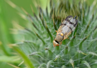 Urophora stylata / Vederdistelgalboorvlieg