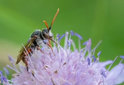 Nomada armata / Knautiawespbij
