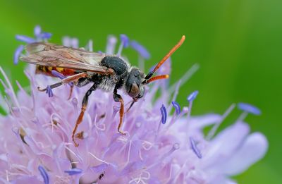 Nomada armata / Knautiawespbij