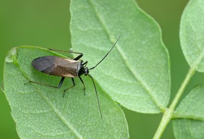 Adelphocoris seticornis / Geelzoomsierblindwants