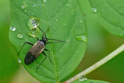 Adelphocoris seticornis / Geelzoomsierblindwants