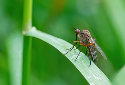 Empis livida / Akkerdisteldansvlieg