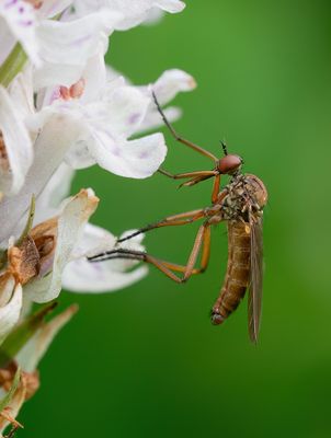 Empis livida / Akkerdisteldansvlieg
