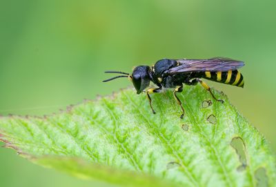Ectemnius lituratus