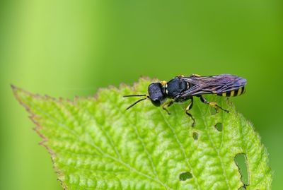Ectemnius lituratus