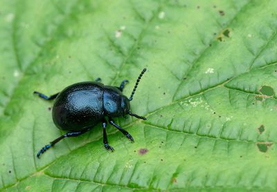 Timarcha goettingensis / Kleine reuzenhaan