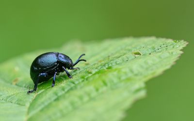 Timarcha goettingensis / Kleine reuzenhaan