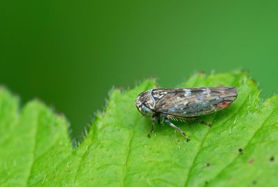 Acericerus heydenii (
