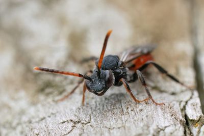 Nomada fabriciana / Roodzwarte dubbeltand