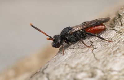 Nomada fabriciana / Roodzwarte dubbeltand