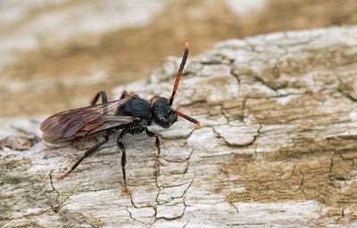 Nomada fabriciana / Roodzwarte dubbeltand
