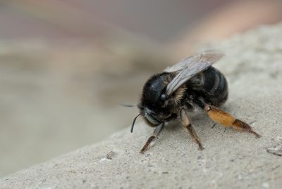 Anthophora retusa / Zwarte sachembij