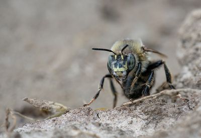 Anthophora retusa / Zwarte sachembij