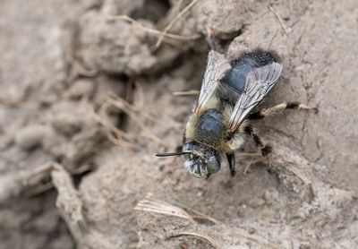 Anthophora retusa / Zwarte sachembij
