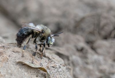 Anthophora retusa / Zwarte sachembij