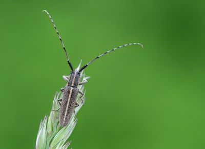 Agapanthia cardui  / Gestreepte distelboktor