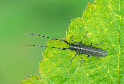 Agapanthia cardui  / Gestreepte distelboktor