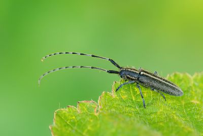 Agapanthia cardui  / Gestreepte distelboktor