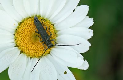 Phytoecia nigricornis / Boerenwormkruidboktor