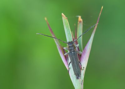 Phytoecia nigricornis / Boerenwormkruidboktor