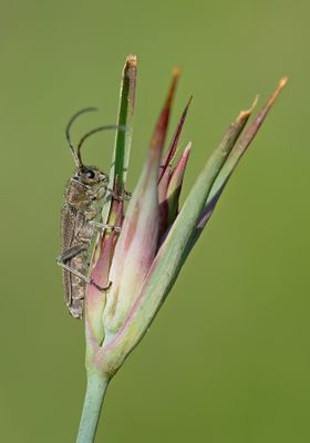 Phytoecia nigricornis / Boerenwormkruidboktor