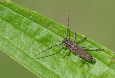 Phytoecia nigricornis / Boerenwormkruidboktor