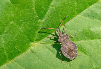 Enoplops scapha / Valse zuringrandwants