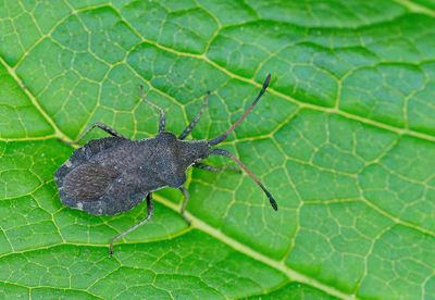 Enoplops scapha / Valse zuringrandwants