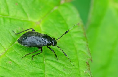Capsus ater / Zwarte capsus