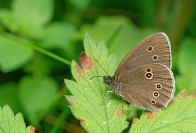 Ringlet / Koevinkje