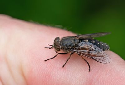 Hairy-legged Horsefly / Bosknobbeldaas