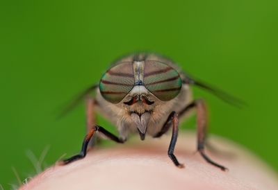 Hairy-legged Horsefly / Bosknobbeldaas