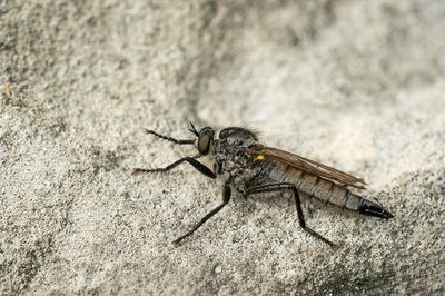 Dysmachus picipes / Slanke borstelroofvlieg