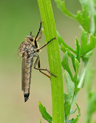 Golden-tabbed Robberfly / Roodbaardroofvlieg
