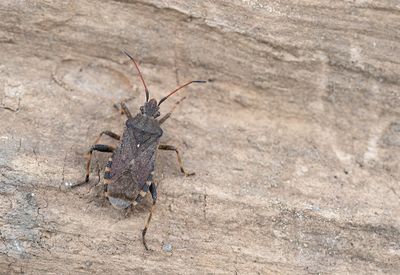 Ceraleptus gracilicornis / Slanksprietrandwants